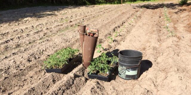 Time to Plant Them ‘Maters